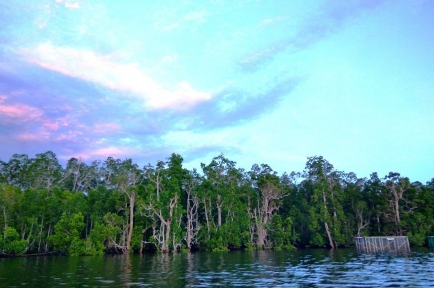 Mangrove Kaimana 1