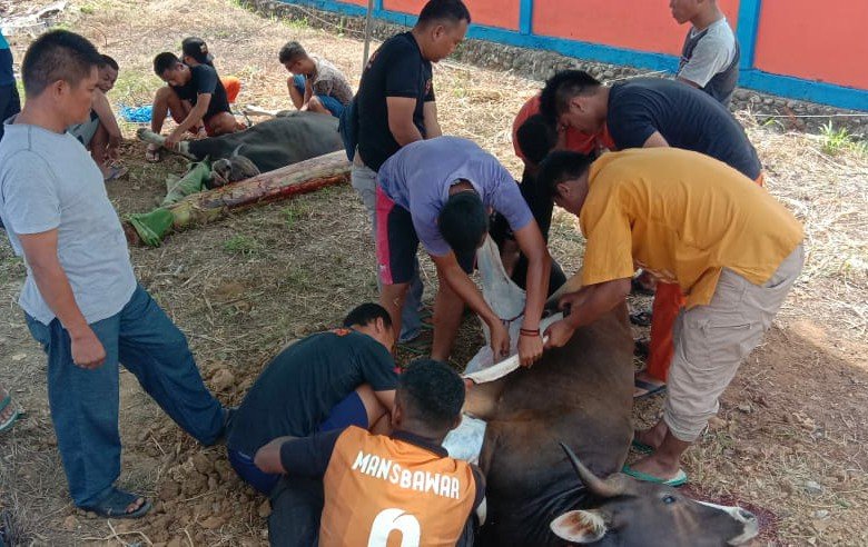 Suasana penyembelihan sapi di lingkup Kantor Basarnas Manokwari Basarnas Manokwari