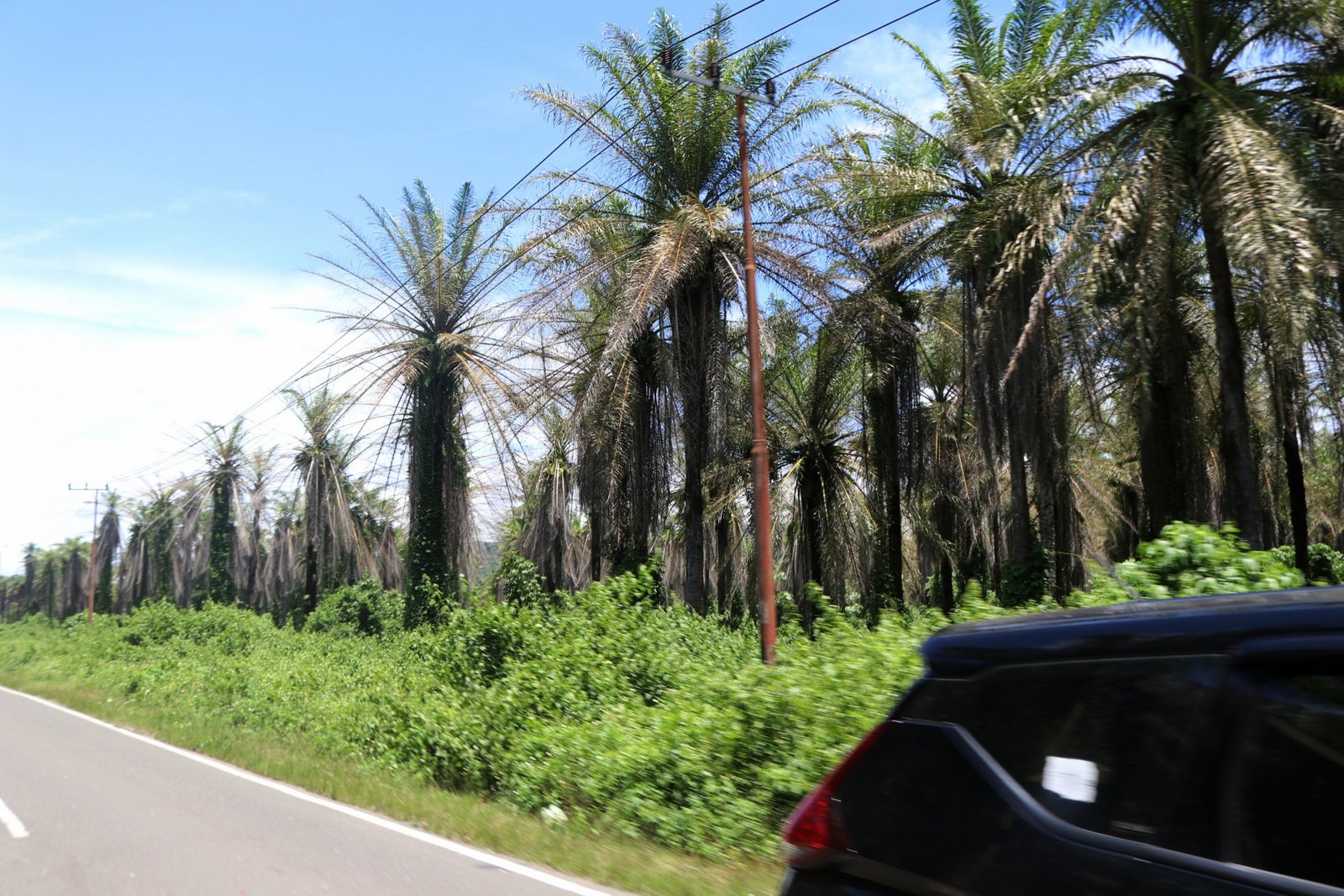 Kondisi kebun plasma milik petani di Distrik Warmare dengan kondisi yang sudah tidak produktif.