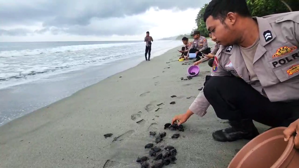 Personel Satuan Polari Polresta Manokwari saat melepasliarkan tukik di Pantai Meunyumfoka