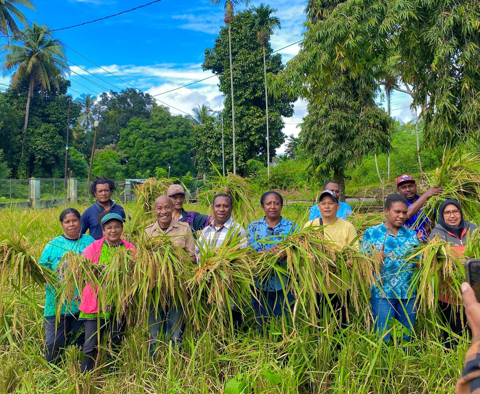Kepala Dinas Ketahanan Pangan dan Pertanian Kabupaten Kaimana, Alexander Furay didampingi staf saat panen padi ladang di lingkungan Kantor DKPP Kaimana